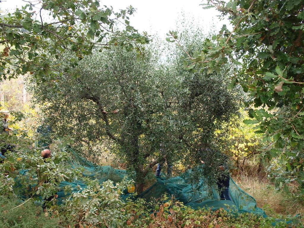 Villa Manu Lapedona Esterno foto